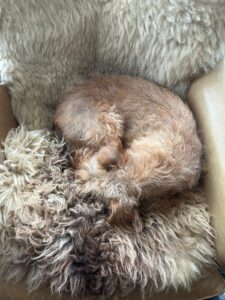 WhatsApp Image 2025 10 17 At 16.46.43 225x300